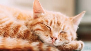chat roux dort couché