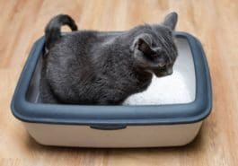 chat litière