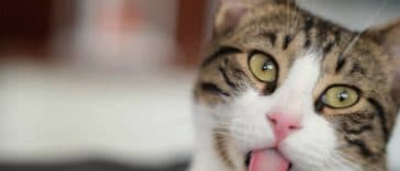 chat tire langue