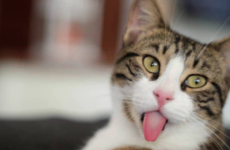 chat tire langue