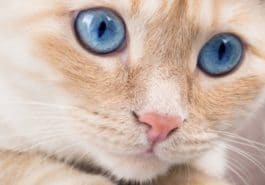 chat yeux bleus portrait