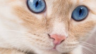 chat yeux bleus portrait