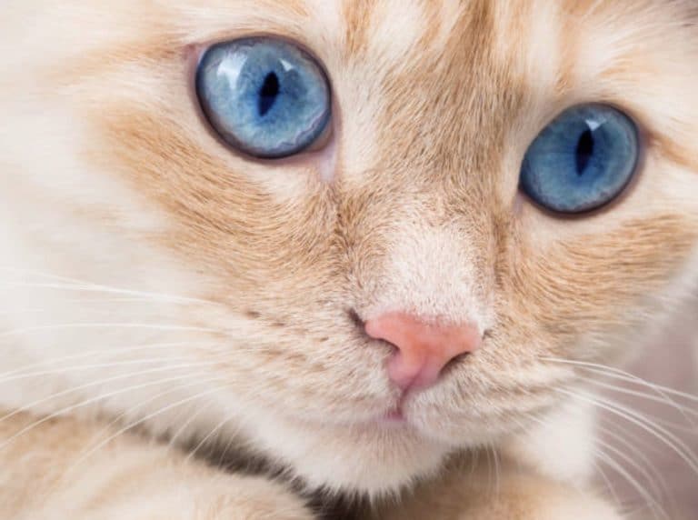 chat yeux bleus portrait