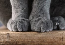 chat pattes