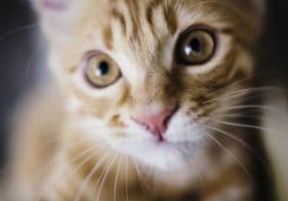 chat