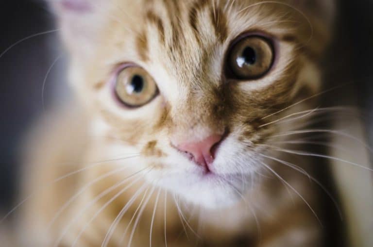 chat