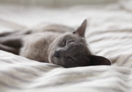 chat gris dort lit
