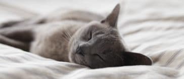 chat gris dort lit