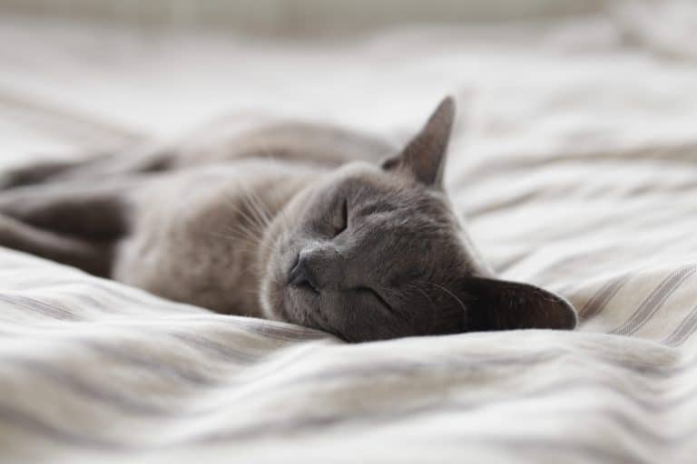 chat gris dort lit