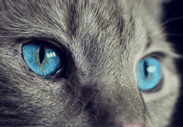 chat yeux portrait regard