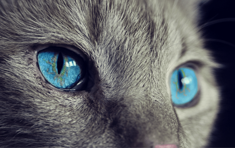 chat yeux portrait regard