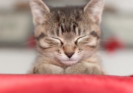 chaton dort