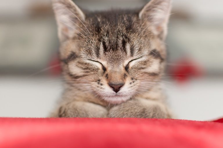 chaton dort
