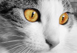chat yeux portrait
