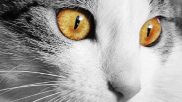 chat yeux portrait