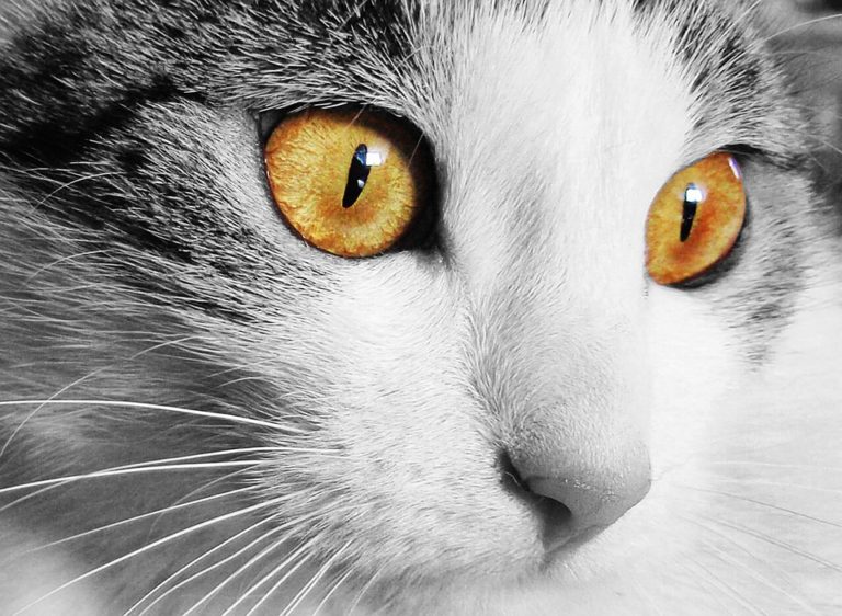 chat yeux portrait