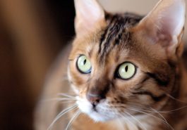 chat bengal regard