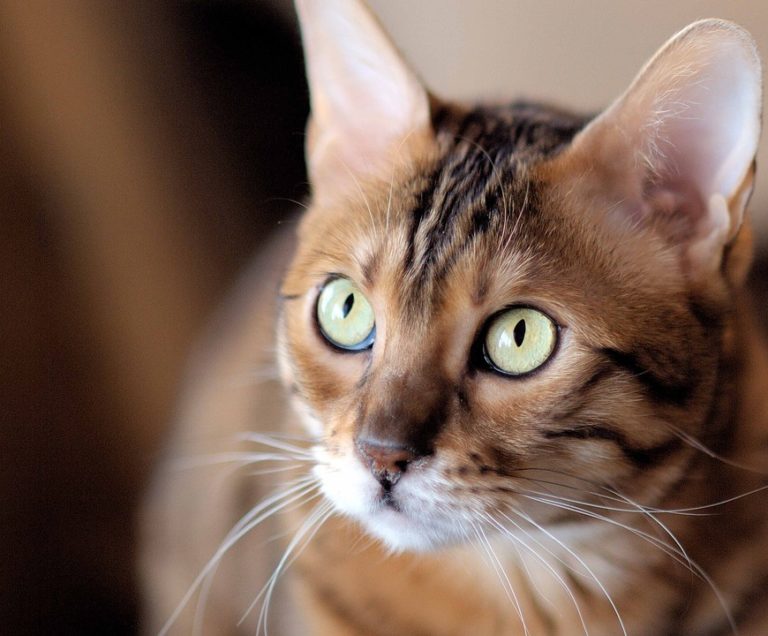 chat bengal regard