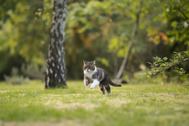 chat court