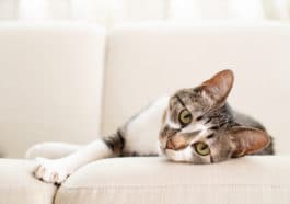 chat en bonne santé