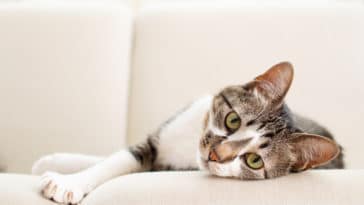 chat en bonne santé