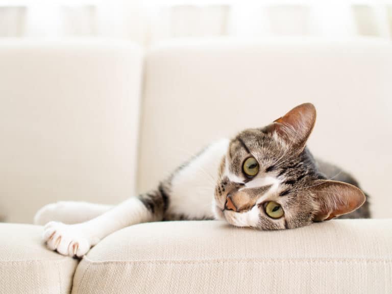 chat en bonne santé