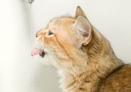 chat boit
