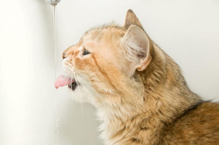 chat boit