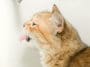 chat boit