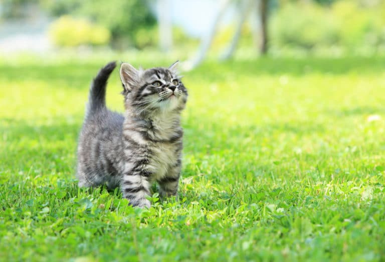 chat