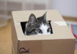 chat joue