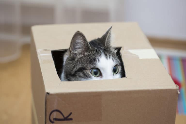 chat joue