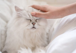 chat caresse