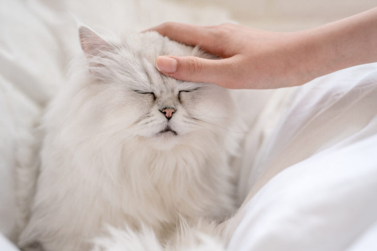chat caresse