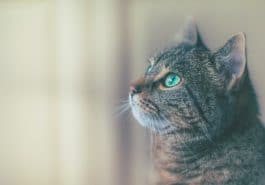 chat yeux verts