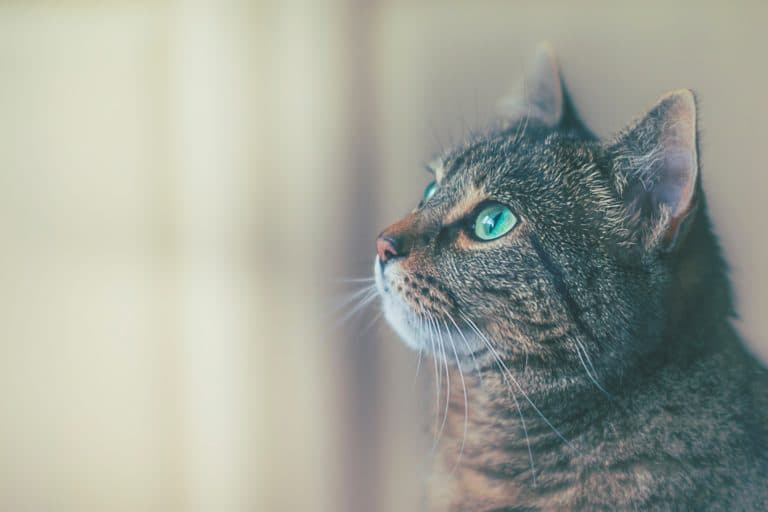 chat yeux verts