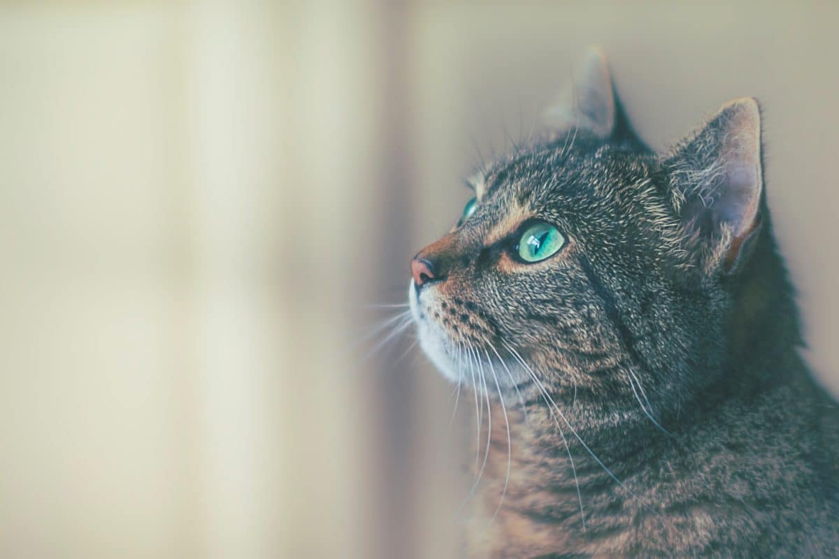 chat yeux verts