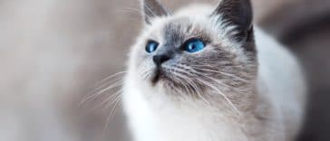 chat yeux bleus sacré de birmanie
