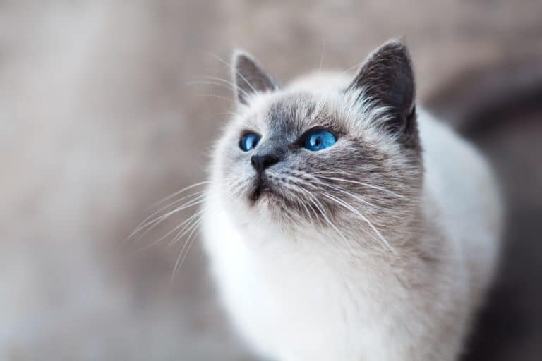 chat yeux bleus sacré de birmanie