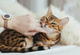 chat bengal caresse calin
