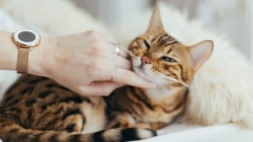 chat bengal caresse calin