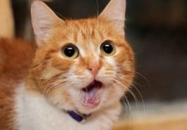 chat roux portrait miaule baille