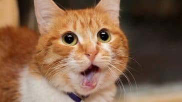 chat roux portrait miaule baille