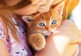 chaton roux câlin enfant