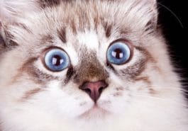 chat peur