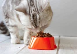 chat mange croquettes gamelle