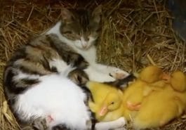 chatte canetons