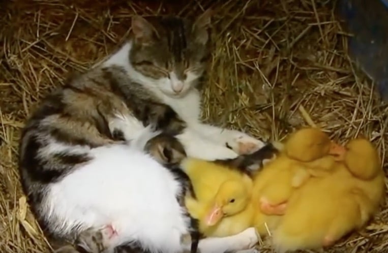 chatte canetons