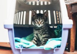 chaton caisse de transport