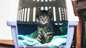 chaton caisse de transport